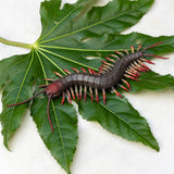 Realistic Centipede Toy - Little Whispers