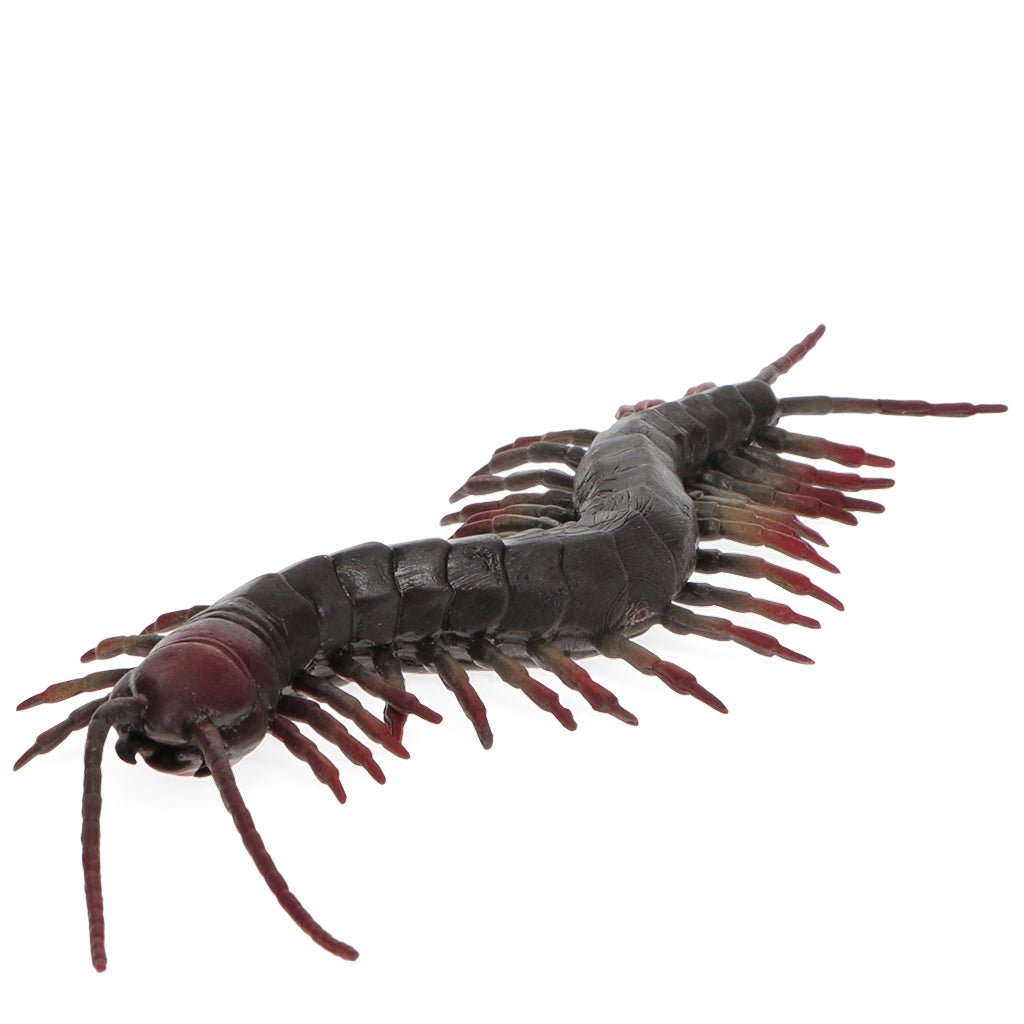 Realistic Centipede Toy - Little Whispers