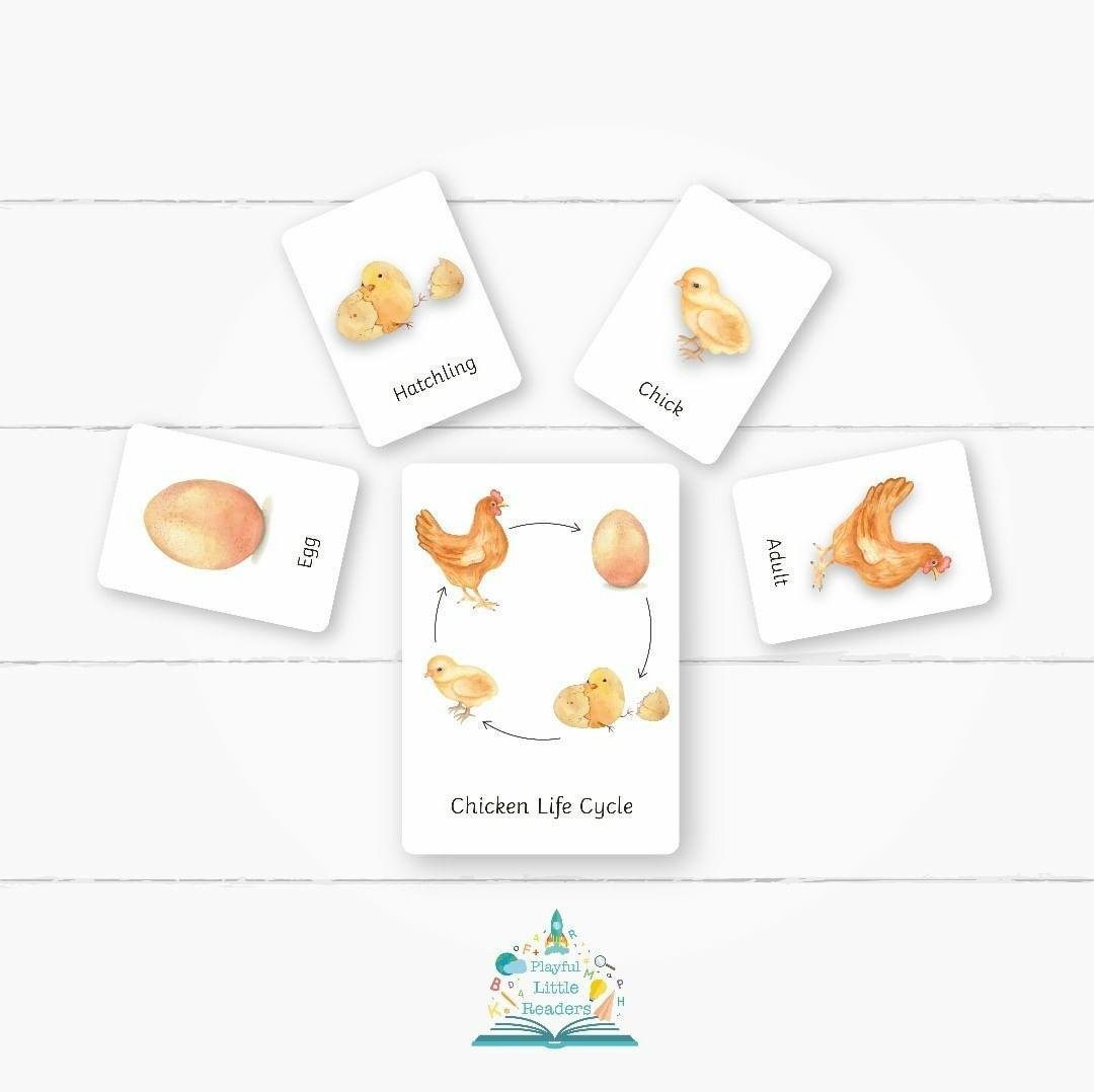 Chicken Life Cycle Flashcards - Little Whispers