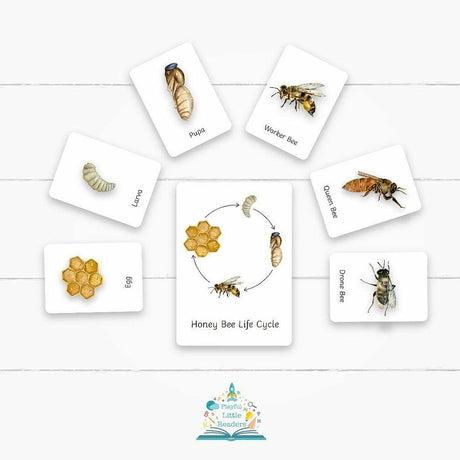 Honey Bee Life Cycle Flashcards - Little Whispers