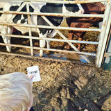 PLR Flash Cards, Farm - Explorer - Little Whispers