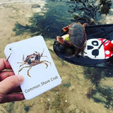 PLR Flash Cards, Rockpooling - Explorer - Little Whispers