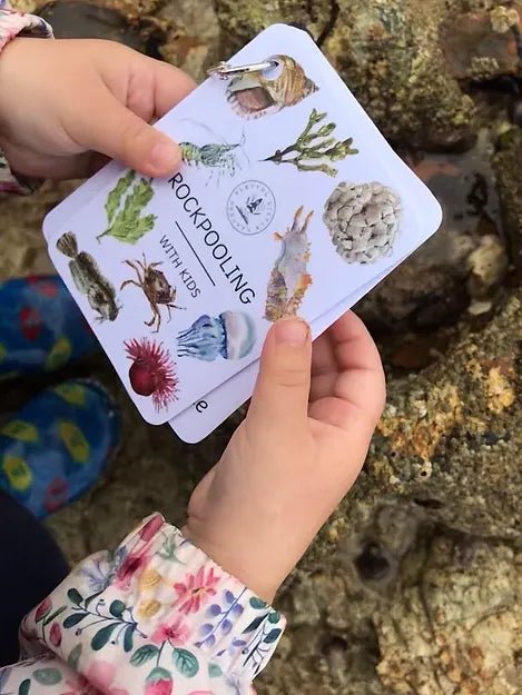 PLR Flash Cards, Rockpooling - Explorer - Little Whispers