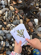 PLR Flash Cards, Rockpooling - Explorer - Little Whispers